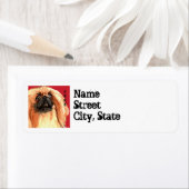 Pekingese Farbblock (Insitu)