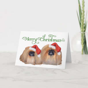 Pekingese feiern Weihnachten