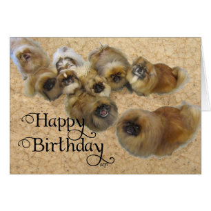 Pekingese Geburtstagskarte
