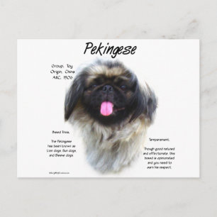 Pekingese Geschichtsdesign Postkarte