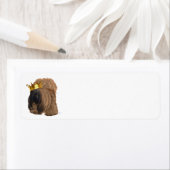 Pekingese glückliche Gedanken (Insitu)