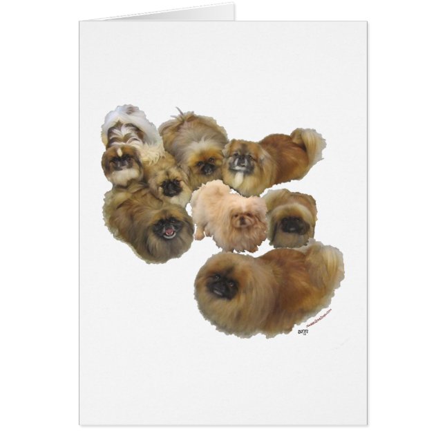 Pekingese-Gruppe (Vorne)