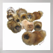 Pekingese-Gruppe Poster (Vorne)