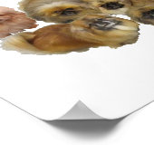 Pekingese-Gruppe Poster (Ecke)