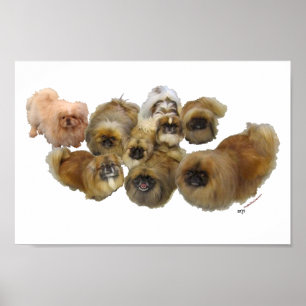 Pekingese-Gruppe Poster
