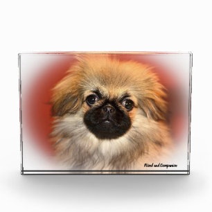 Pekingese Hund. Fotoblock