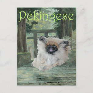 Pekingese Hund Orientalisches Tor Postkarte