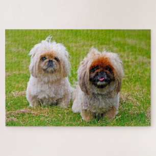 Pekingese Hund. Puzzle