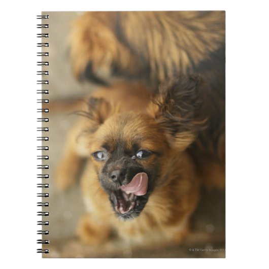 Pekingese Hunde Notizblock (Vorderseite)
