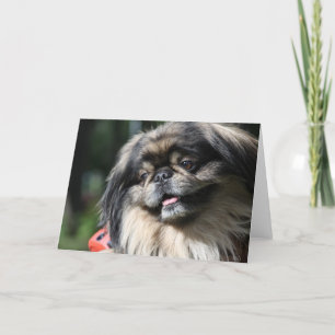 Pekingese Hundegrußkarte Karte
