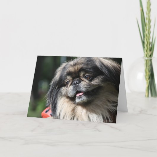 Pekingese Hundegrußkarte Karte (Vorderseite)
