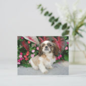 Pekingese im Garten Postkarte (Stehend Vorderseite)