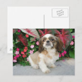 Pekingese im Garten Postkarte (Vorne/Hinten)