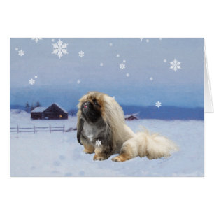 Pekingese im Winter