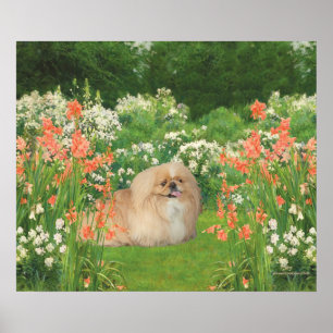 Pekingese in einem Garten Poster