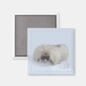 Pekingese Magnet (Vorderseite/Rückseite)