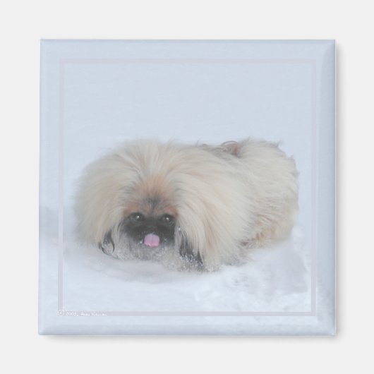 Pekingese Magnet (Vorne)