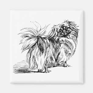 Pekingese Magnet