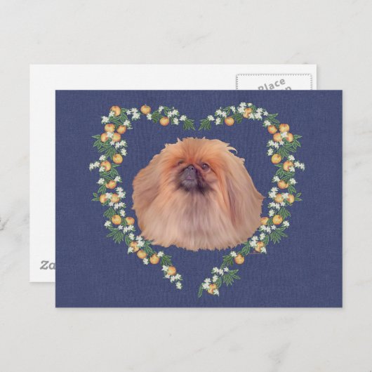 Pekingese Orangenblüten Postkarte (Vorne/Hinten)