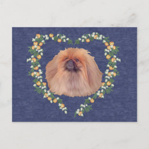 Pekingese Orangenblüten Postkarte