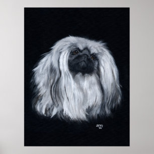 Pekingese-Porträt in Schwarz & Weiß Poster