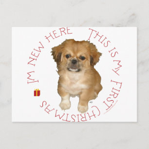 Pekingese Pup First Christmas Feiertagspostkarte