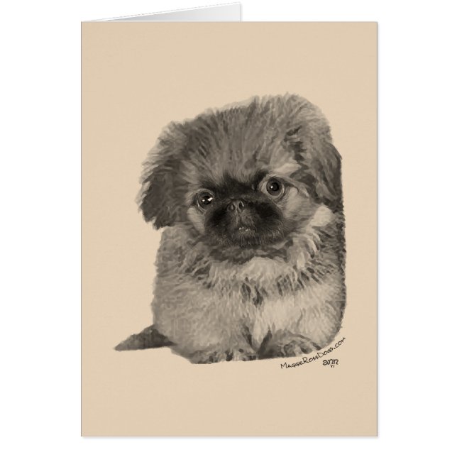 Pekingese Puppy (Vorne)