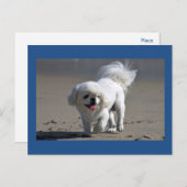 Pekingese Puppy Dop leere Postkarte (Vorne/Hinten)