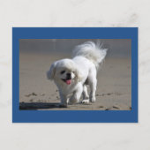 Pekingese Puppy Dop leere Postkarte (Vorderseite)