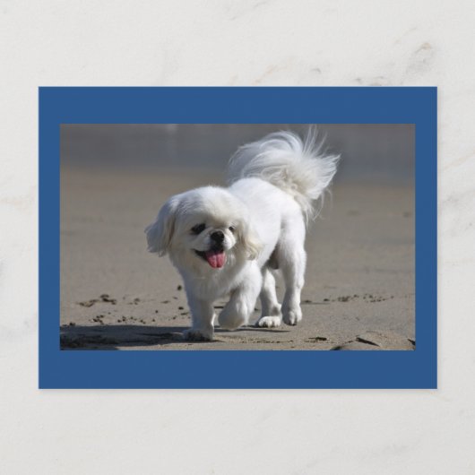 Pekingese Puppy Dop leere Postkarte (Vorderseite)