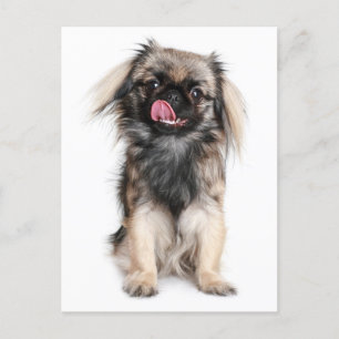 Pekingese Puppy Dop leere Postkarte