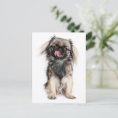 Pekingese Puppy Dop leere Postkarte (Stehend Vorderseite)
