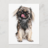 Pekingese Puppy Dop leere Postkarte (Vorderseite)