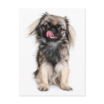 Pekingese Puppy Dop leere Postkarte