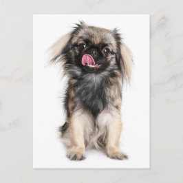 Pekingese Puppy Dop leere Postkarte