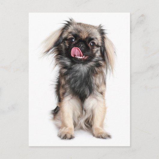 Pekingese Puppy Dop leere Postkarte (Vorderseite)
