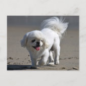 Pekingese Puppy Dop leere Postkarte (Vorderseite)