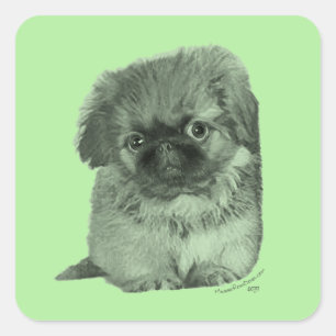 Pekingese Puppy Green Quadratischer Aufkleber