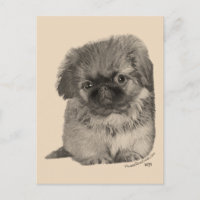 Pekingese Puppy