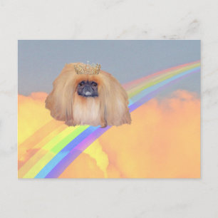 Pekingese Rainbow Postkarte