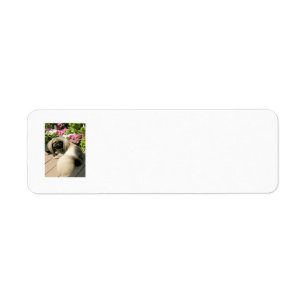 Pekingese-Rücksendeetiketten
