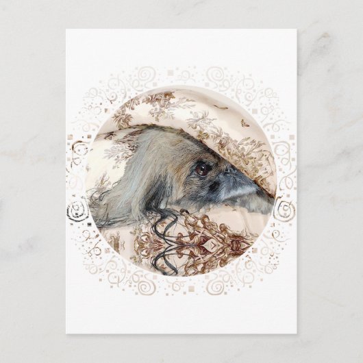 Pekingese schaut aus postkarte (Vorderseite)