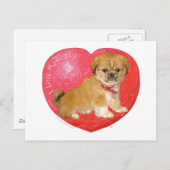 Pekingese / Shih Tzu Mix Valentinstag Feiertagspostkarte (Vorne/Hinten)