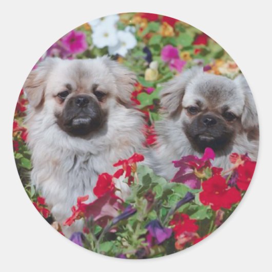 Pekingese Stickers (Vorderseite)