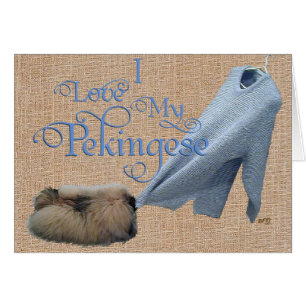 Pekingese Tauziehen