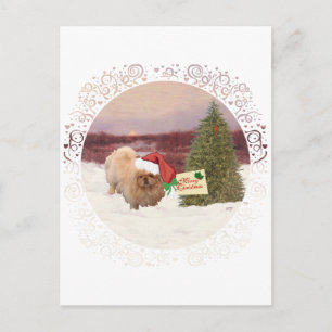 Pekingese Weihnachten