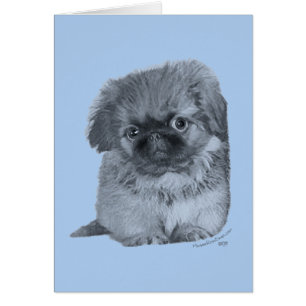 Pekingese Welpe Blau