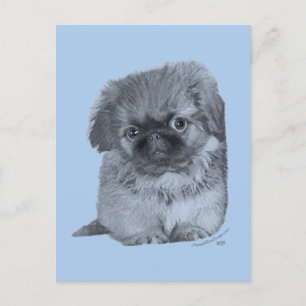 Pekingese Welpe Blau Postkarte