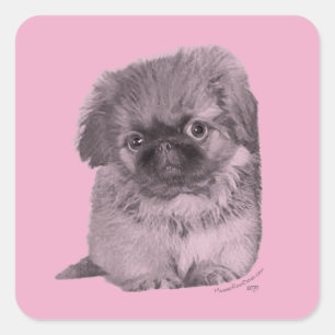 Pekingese Welpe in Pink Quadratischer Aufkleber