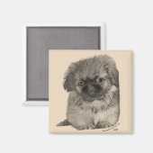 Pekingese-Welpe Magnet (Vorderseite/Rückseite)